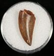 Raptor Tooth From Morocco - #10784-1